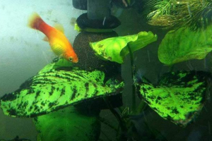 Як позбутися від чорної бороди в акваріумі - топ-6 найкращих способів Як позбутися від чорної бороди в акваріумі - топ-6 найкращих способів